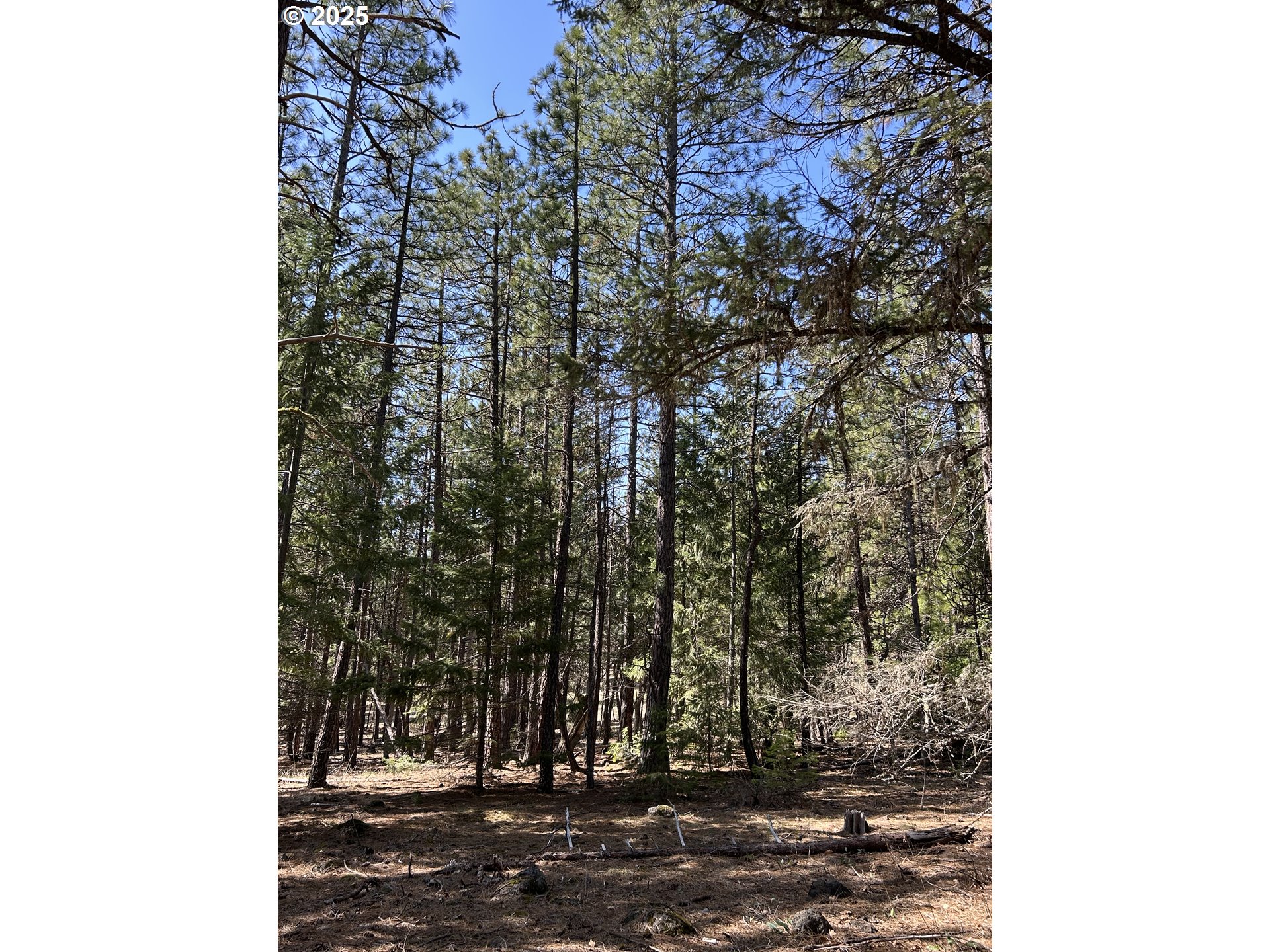 4 Thompson Trail Goldendale, WA 98620 - Photo 11 of 26 a view of a forest with a tree
