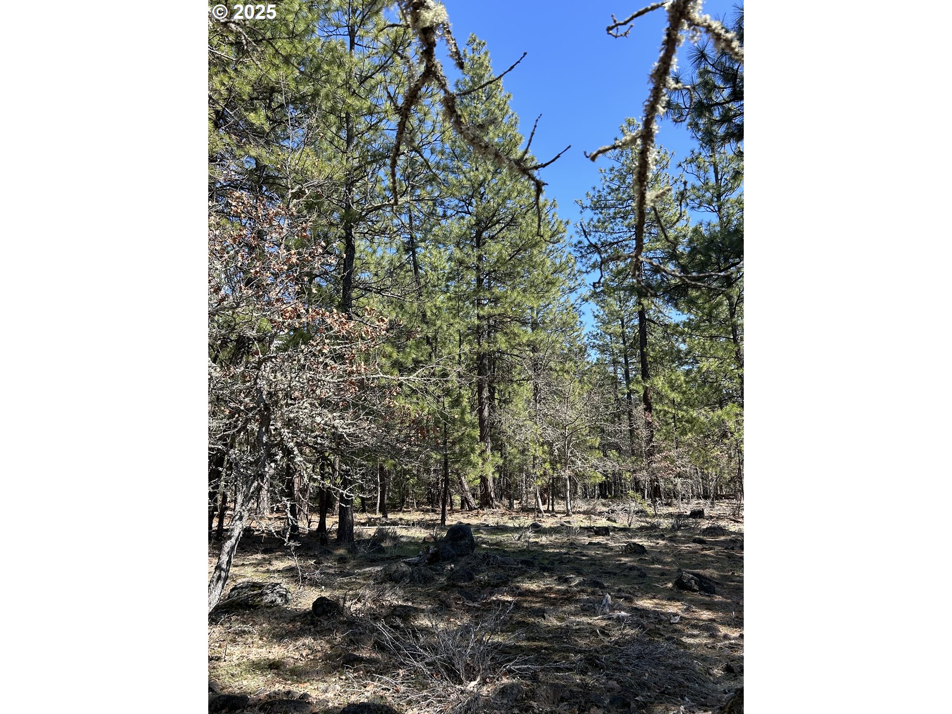 4 Thompson Trail Goldendale, WA 98620 - Photo 12 of 26 a view of a forest with a building