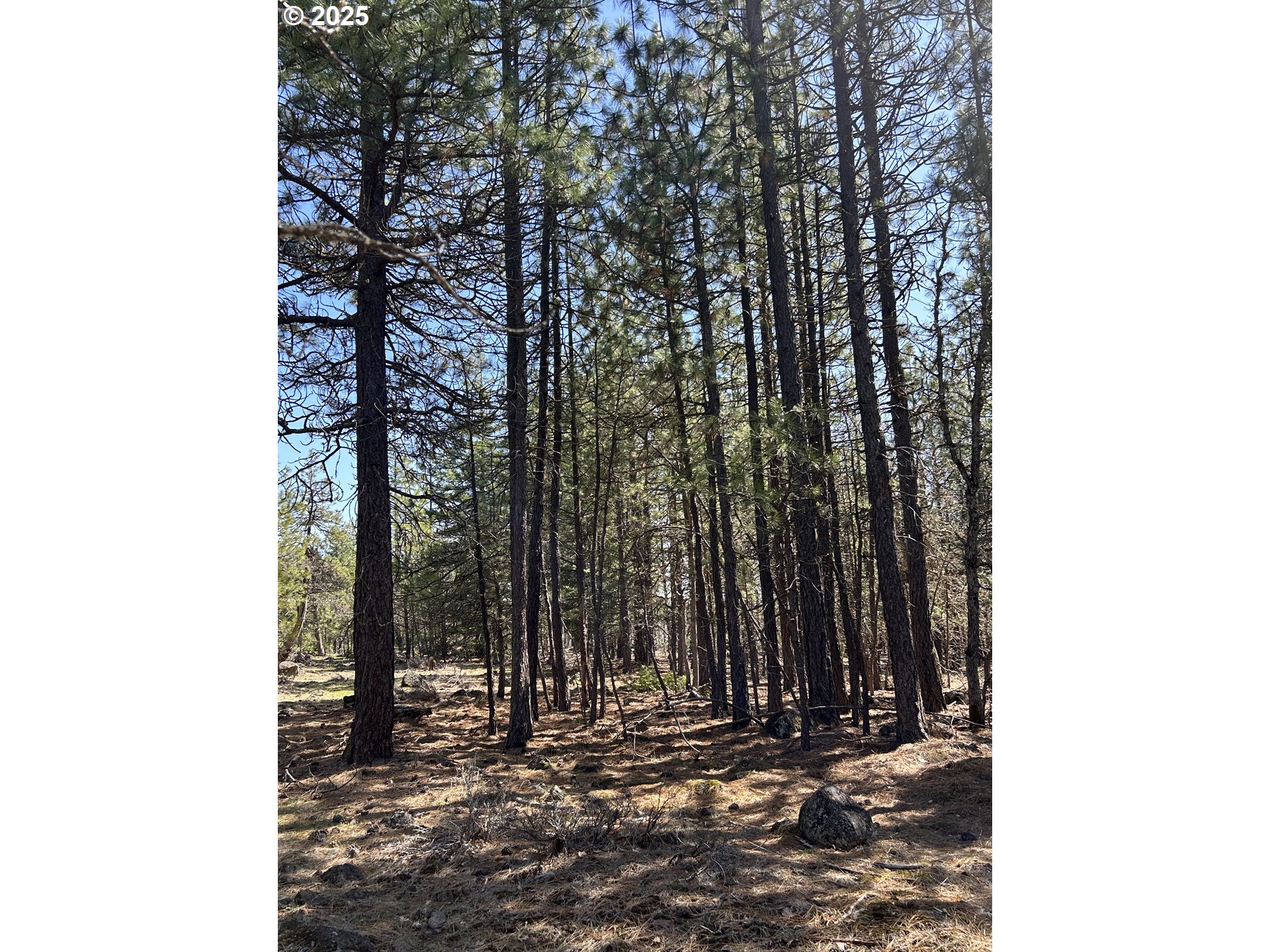 4 Thompson Trail Goldendale, WA 98620 - Photo 13 of 26 a view of a yard with trees in the background
