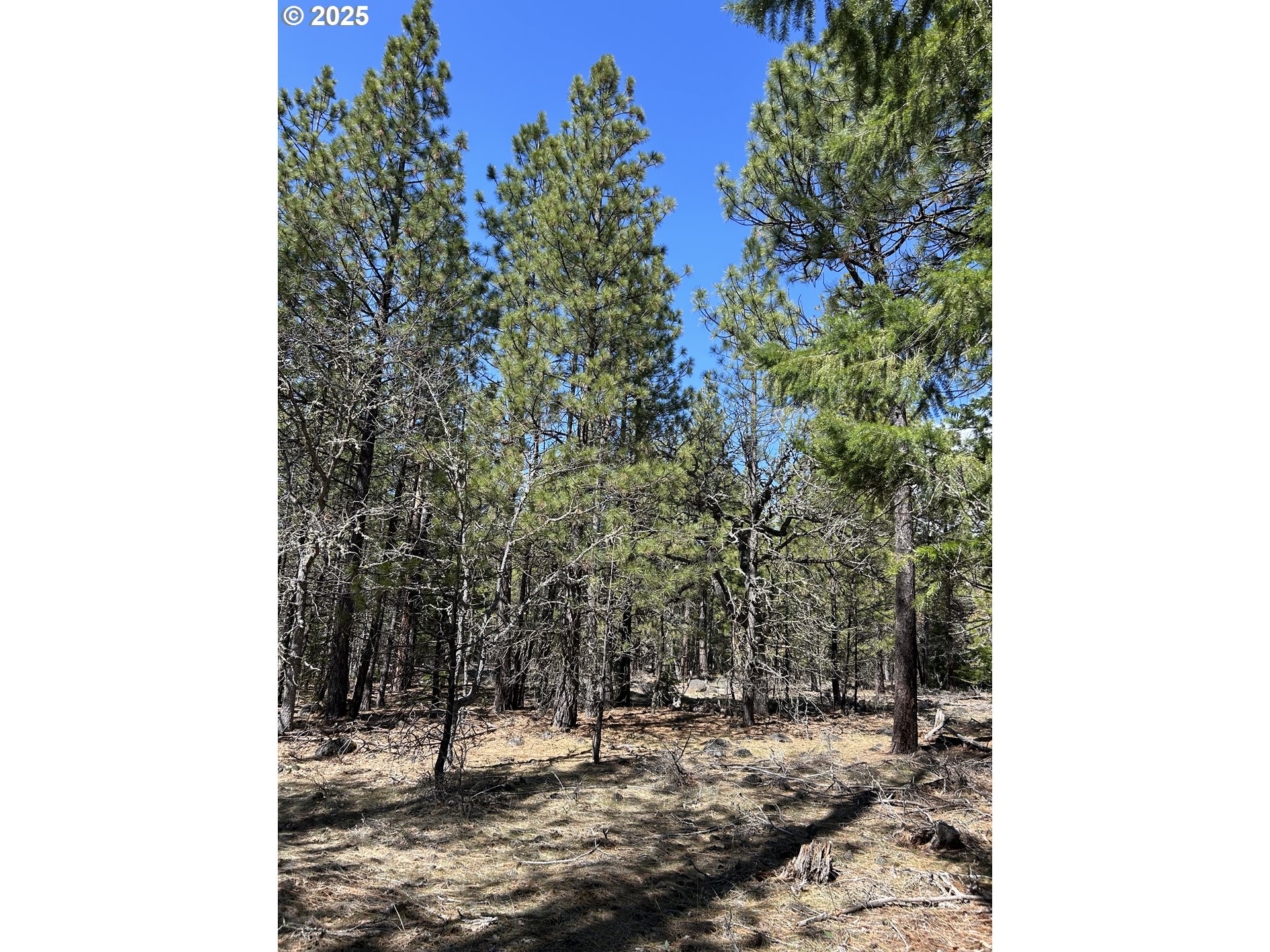 4 Thompson Trail Goldendale, WA 98620 - Photo 14 of 26 a view of a forest with a tree