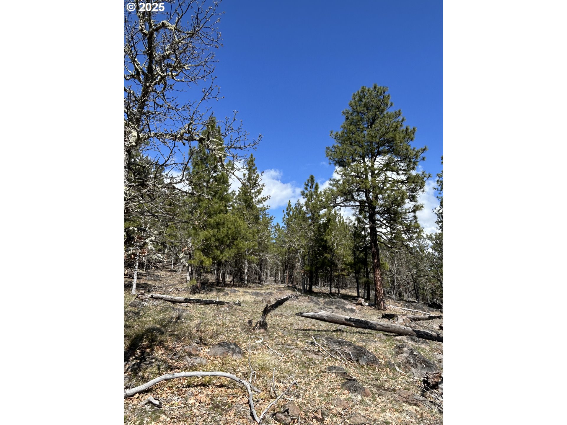 4 Thompson Trail Goldendale, WA 98620 - Photo 16 of 26 a view of a yard with a tree