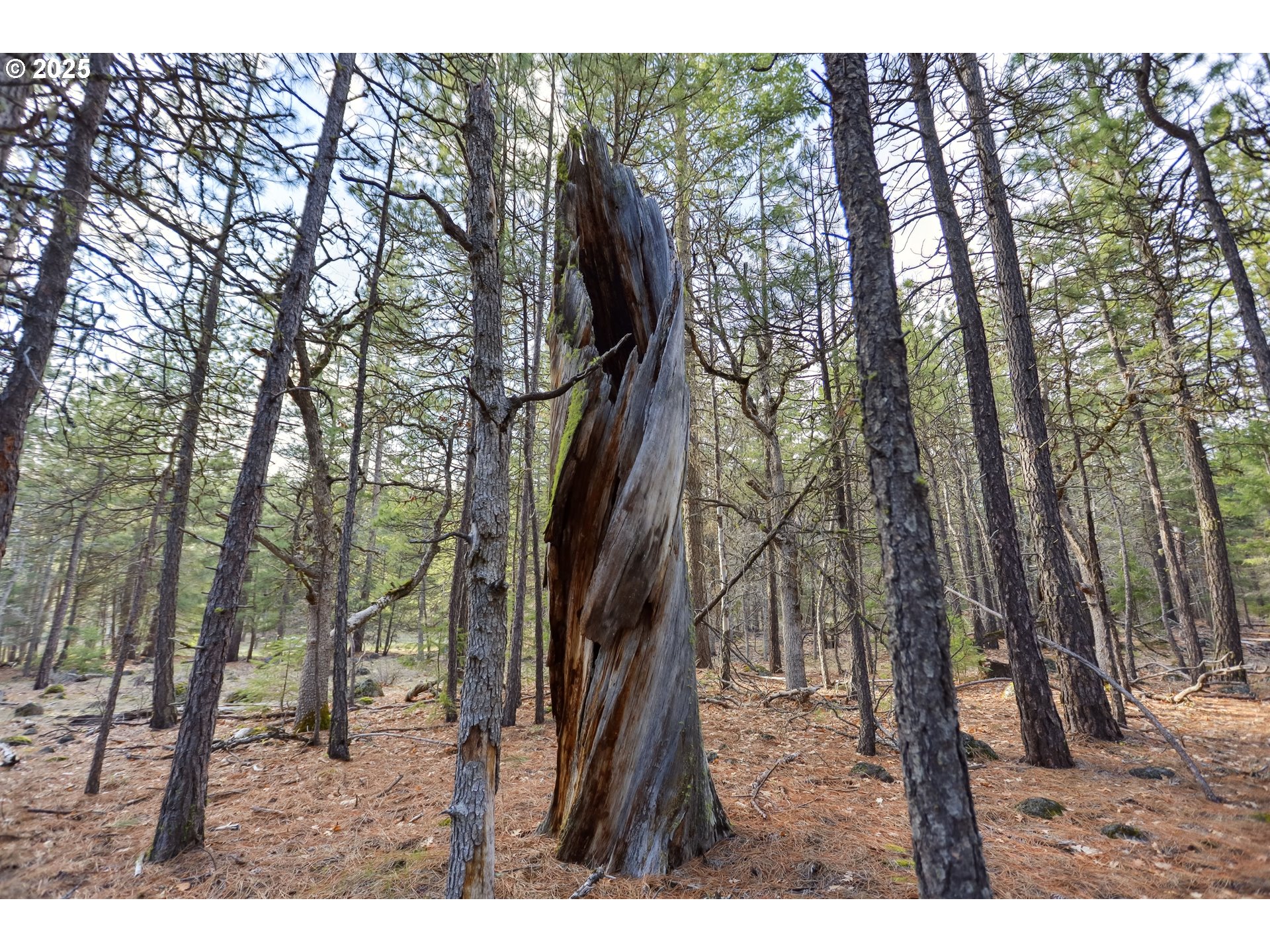 4 Thompson Trail Goldendale, WA 98620 - Photo 19 of 26 a view of outdoor space and yard
