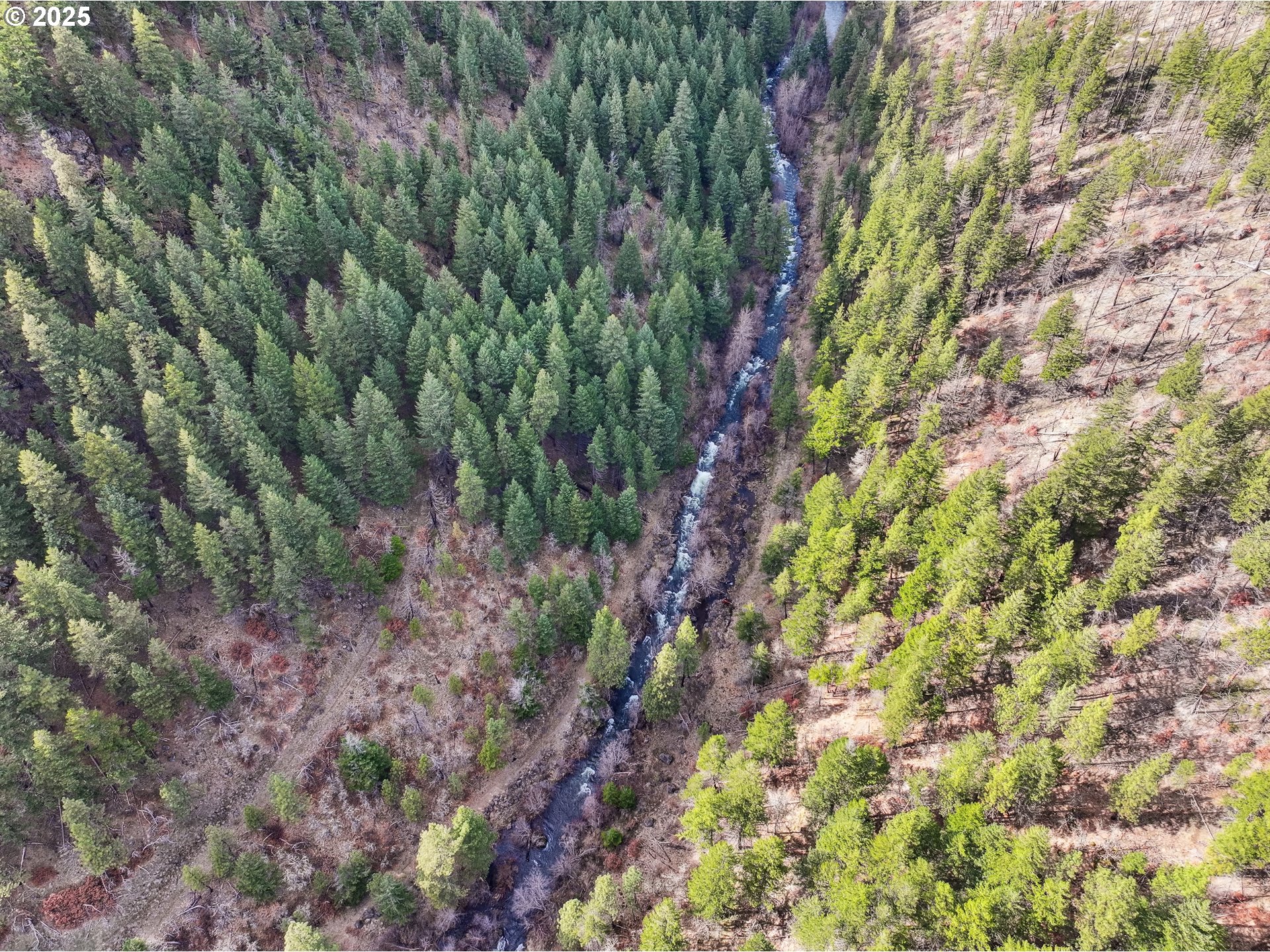 4 Thompson Trail Goldendale, WA 98620 - Photo 20 of 26 a view of a forest with a tree