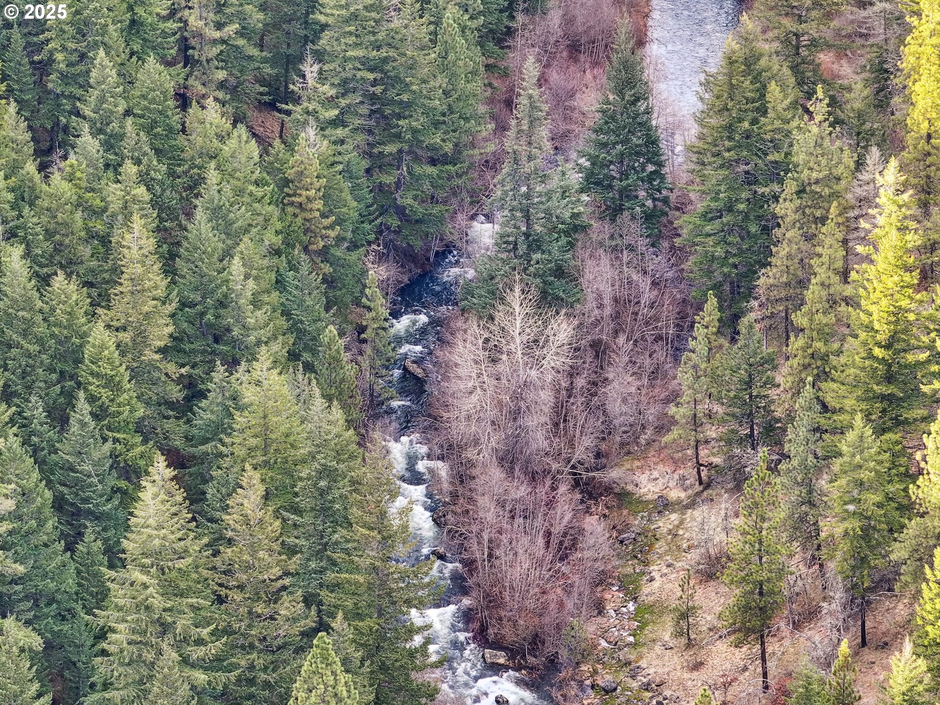 4 Thompson Trail Goldendale, WA 98620 - Photo 26 of 26 a close up of a tree