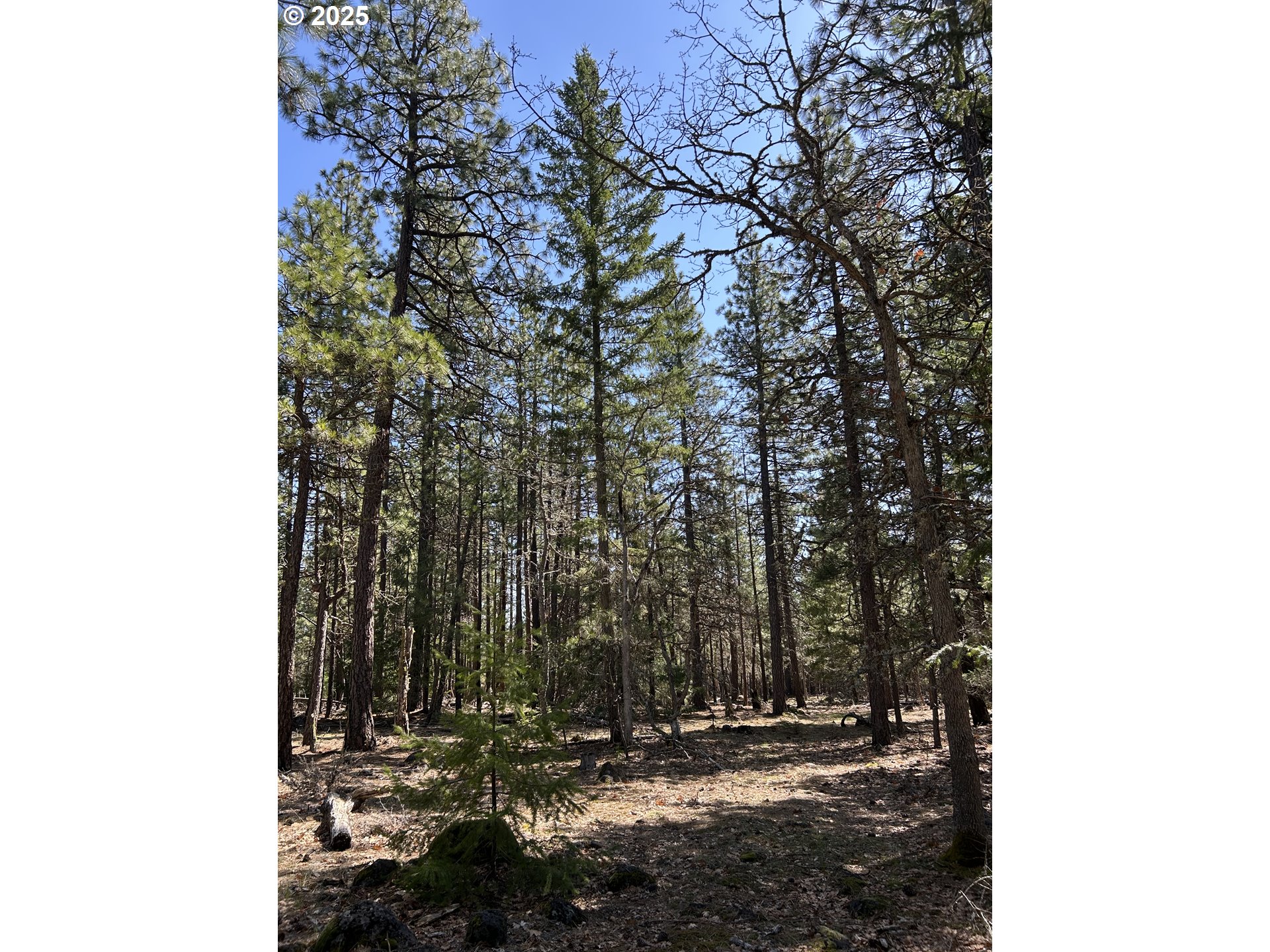 4 Thompson Trail Goldendale, WA 98620 - Photo 8 of 26 a view of outdoor space and yard