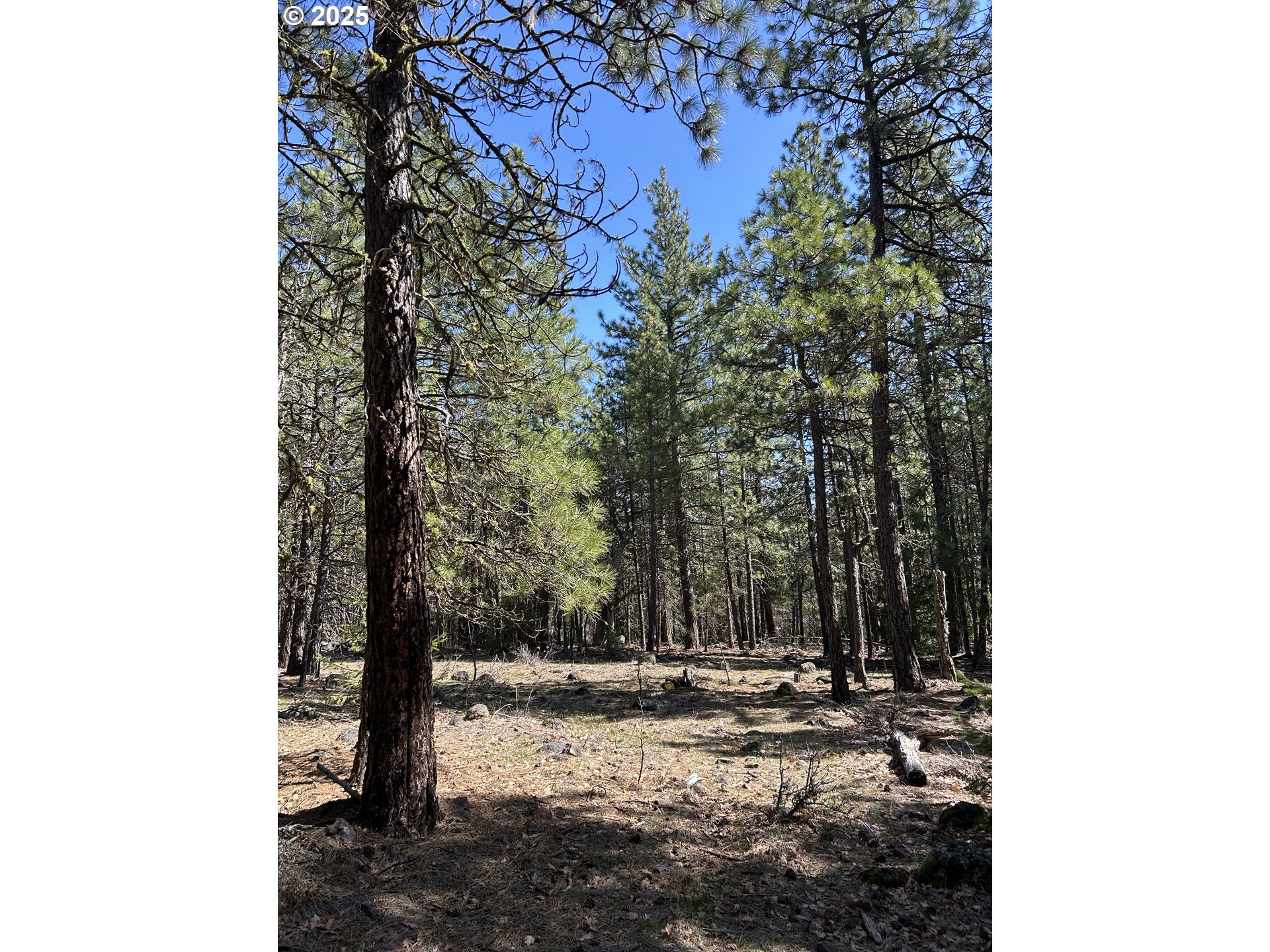 4 Thompson Trail Goldendale, WA 98620 - Photo 9 of 26 a view of a yard with trees