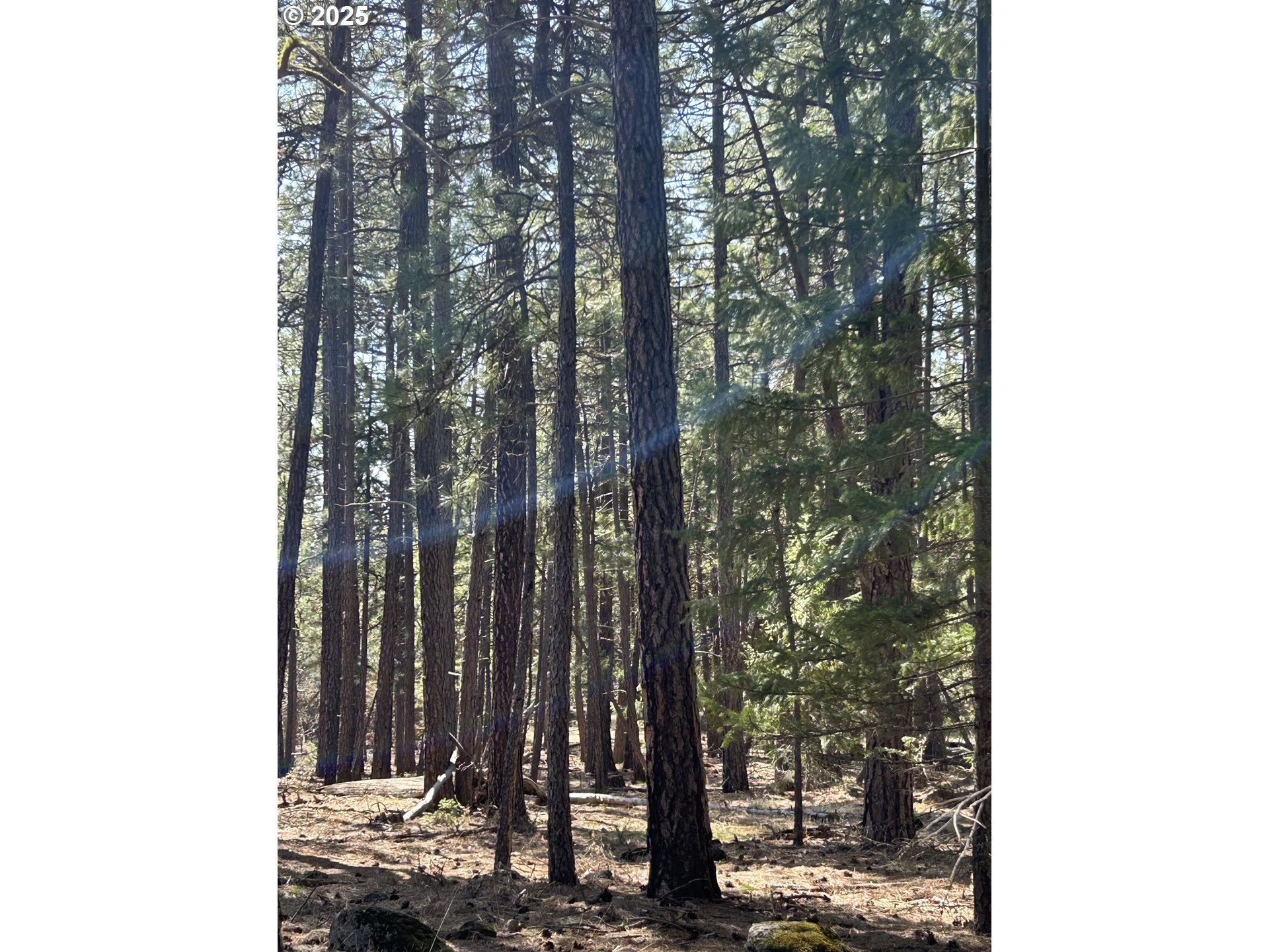 4 Thompson Trail Goldendale, WA 98620 - Photo 10 of 26 a view of a forest with trees