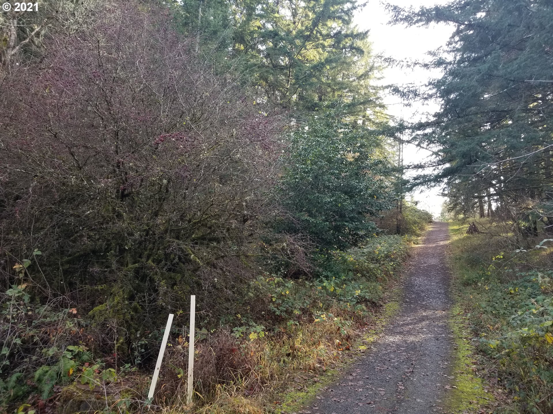 Northwest Foothill Drive Corvallis, OR 97330 - Photo 15 of 31 a view of a forest with a tree