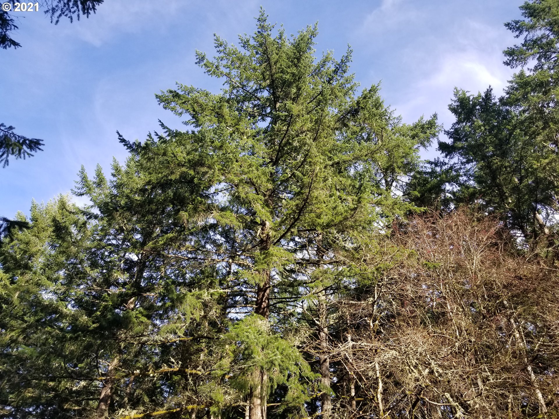 Northwest Foothill Drive Corvallis, OR 97330 - Photo 7 of 31 a view of a tree