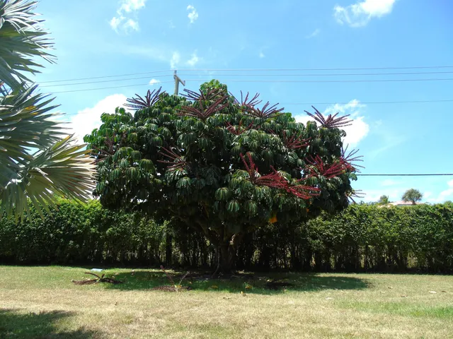 a front view of a house with a yard and potted plants