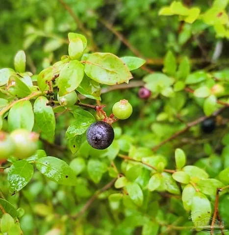a view of a park with swings