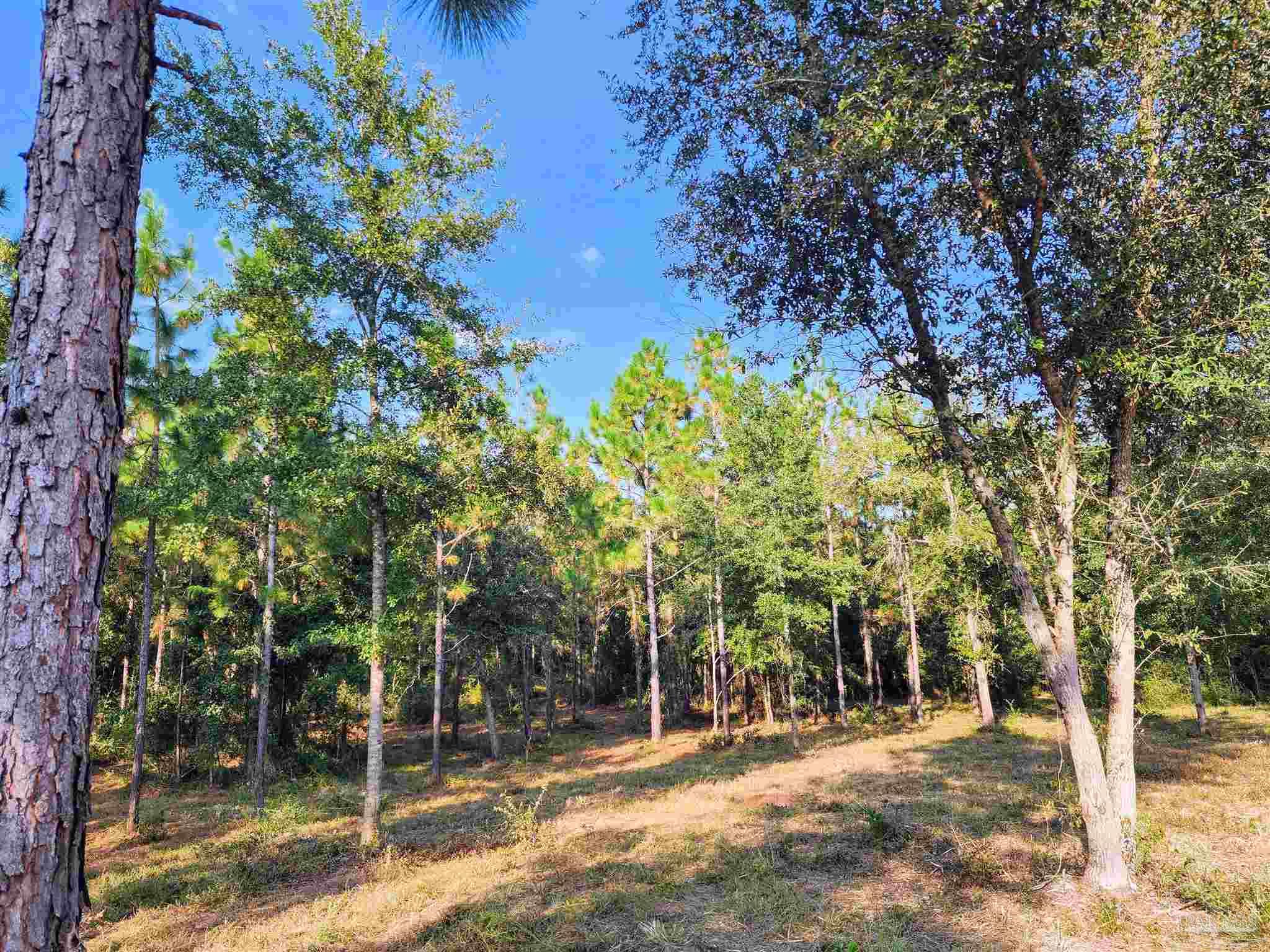 3404 YELLOW HAMMER Road Pace, FL 32571 - Photo 14 of 20 a backyard of a house with lots of green space