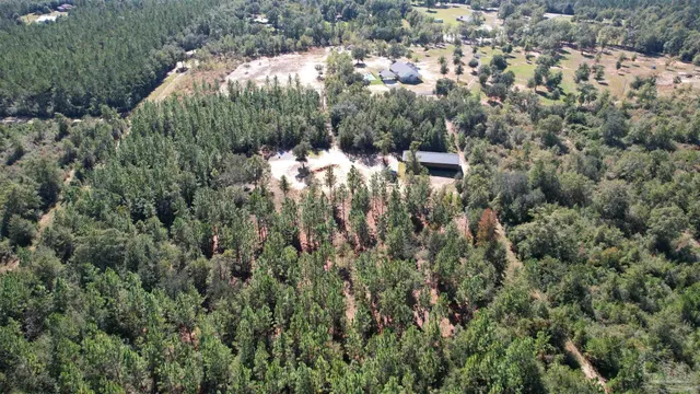 a view of a forest with a tree