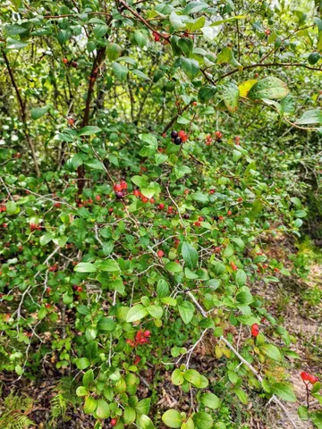 a view of a tree with plants