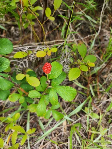 a view of a forest with trees