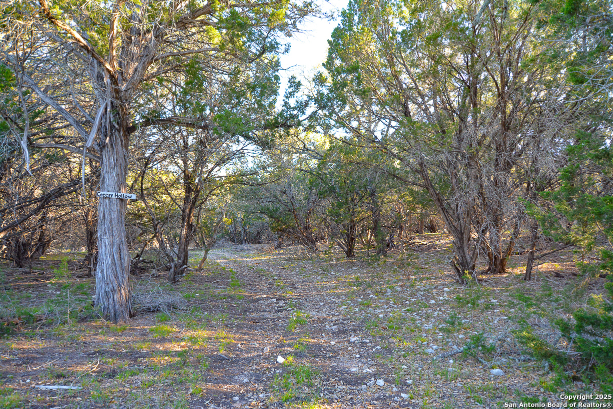 482 Wingert Road Junction, TX 76849 - Photo 38 of 61 a view of a tree in the middle of a yard