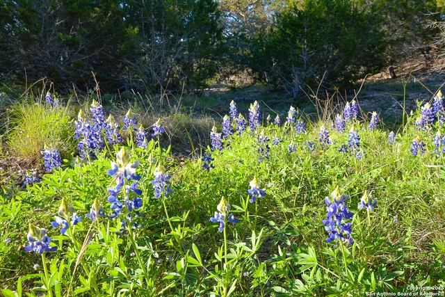 a view of a lush green space with sea