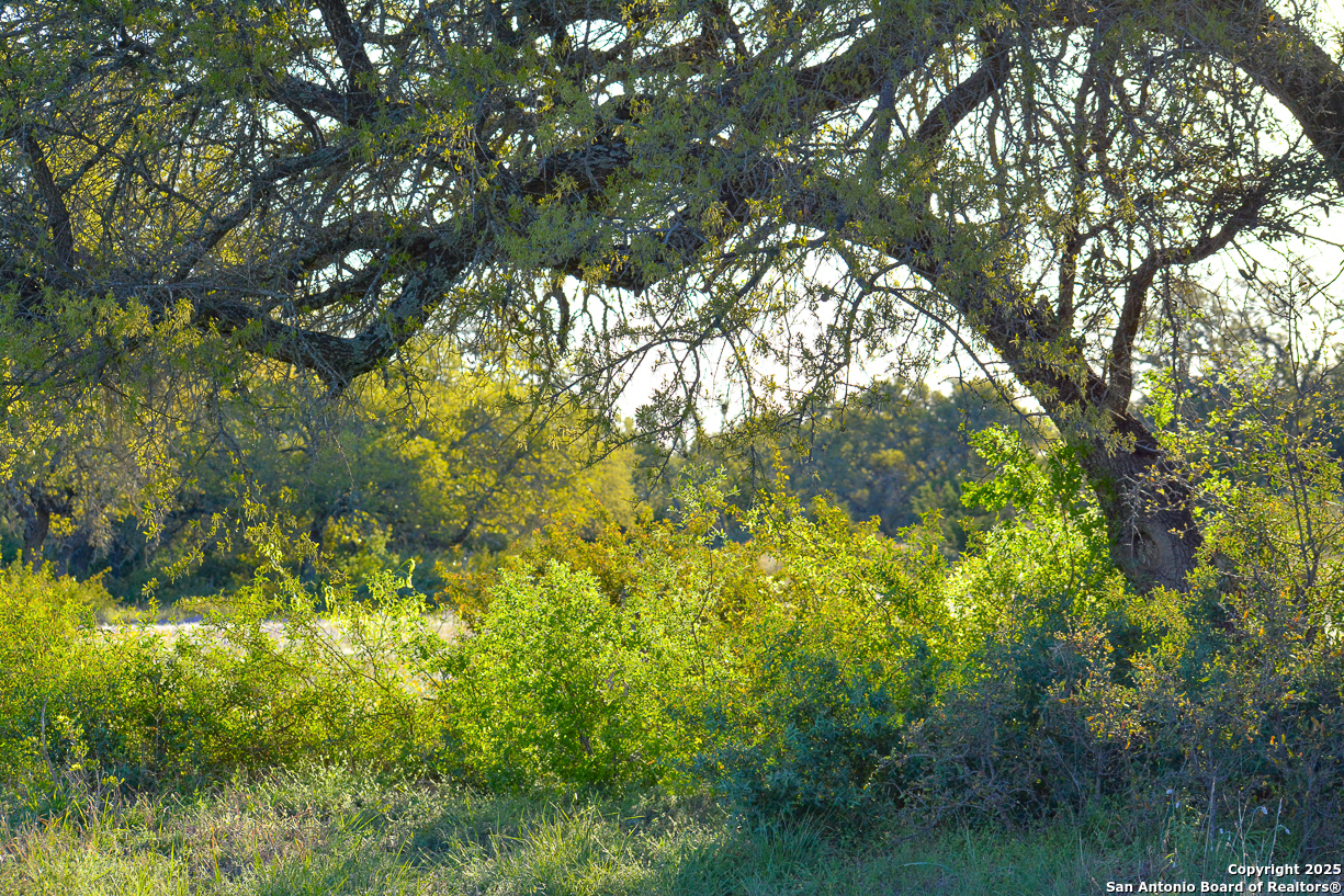 482 Wingert Road Junction, TX 76849 - Photo 49 of 61 a view of tree
