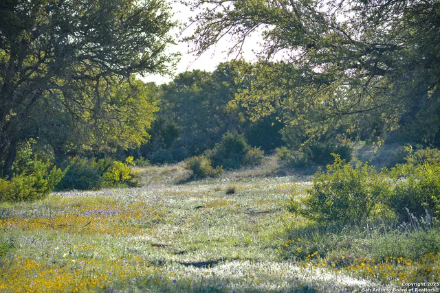 a view of a yard with plants and trees