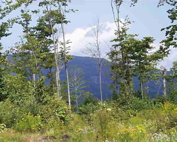 0 Wescott Road Chestertown, NY 12817 - Photo 1 of 3 Photo 1