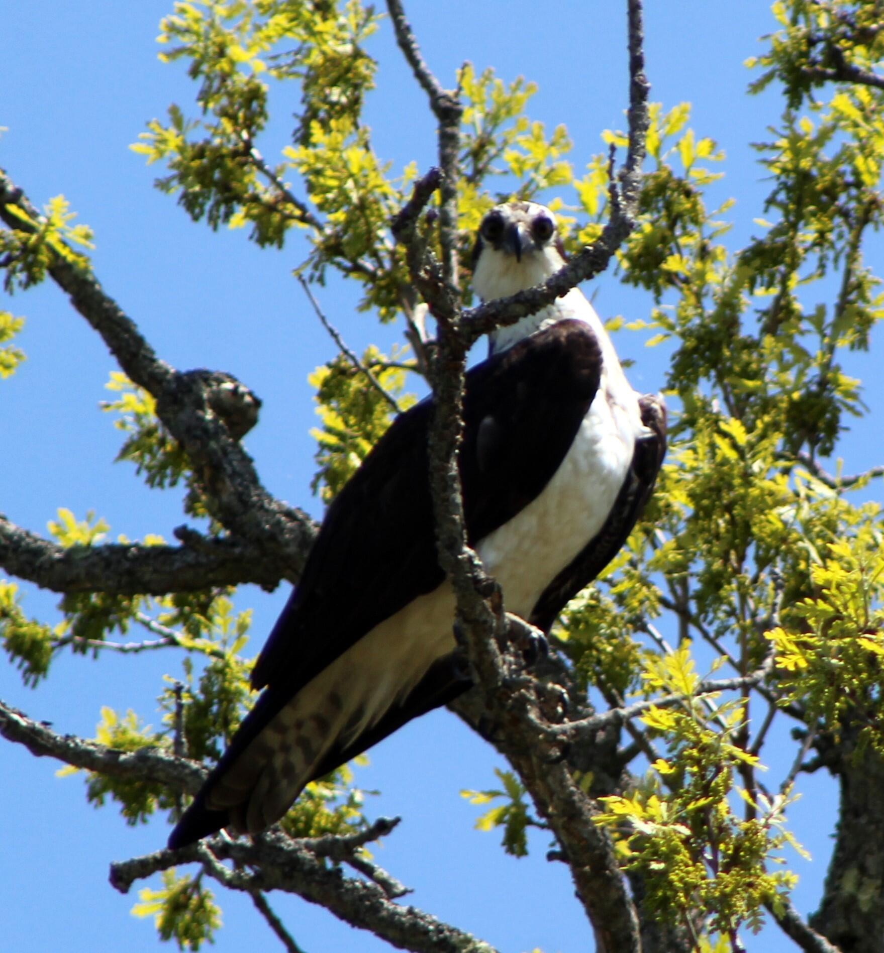 1242 Clinton Avenue Waterville, ME 04901 - Photo 60 of 69 osprey 2