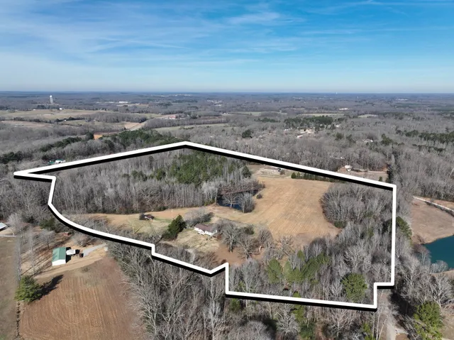 a view of a lush green forest