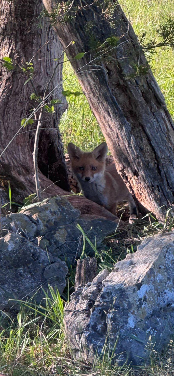 1344 Old Winchester Road Boyce, VA 22620 - Photo 4 of 52 Curious resident fox kit.