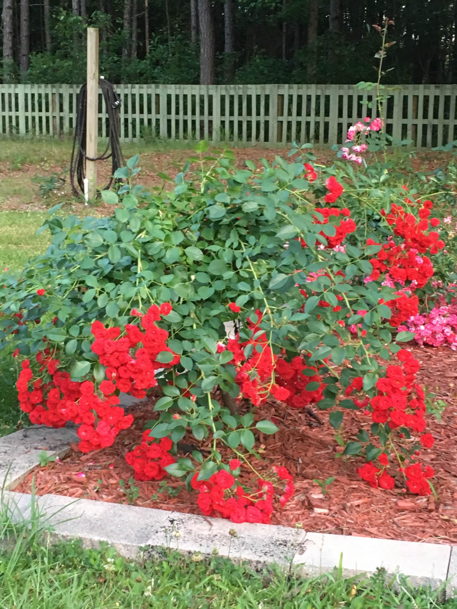 275 Rough Court Cottageville, SC 29435 - Photo 23 of 29 23