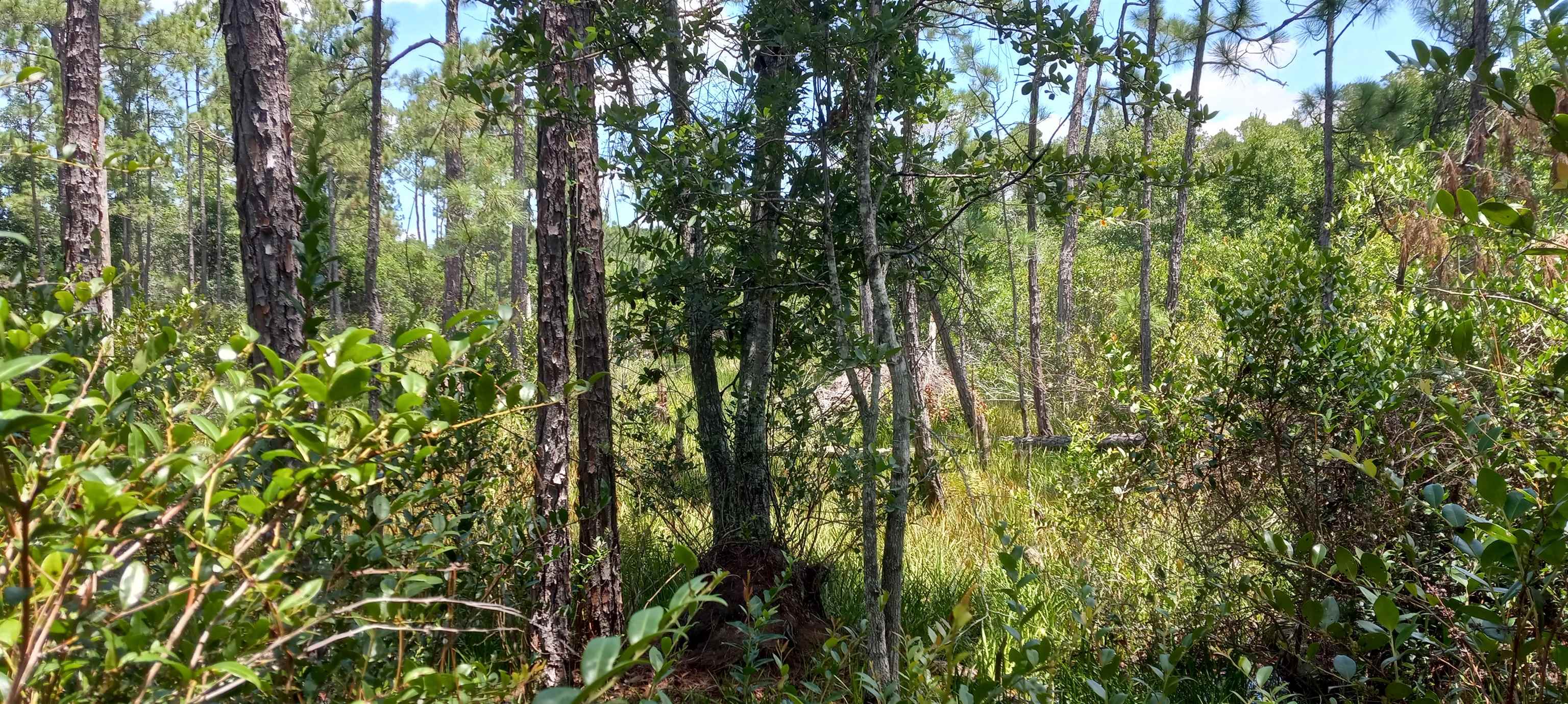 160 Edgemere Drive Georgetown, FL 32139 - Photo 11 of 12