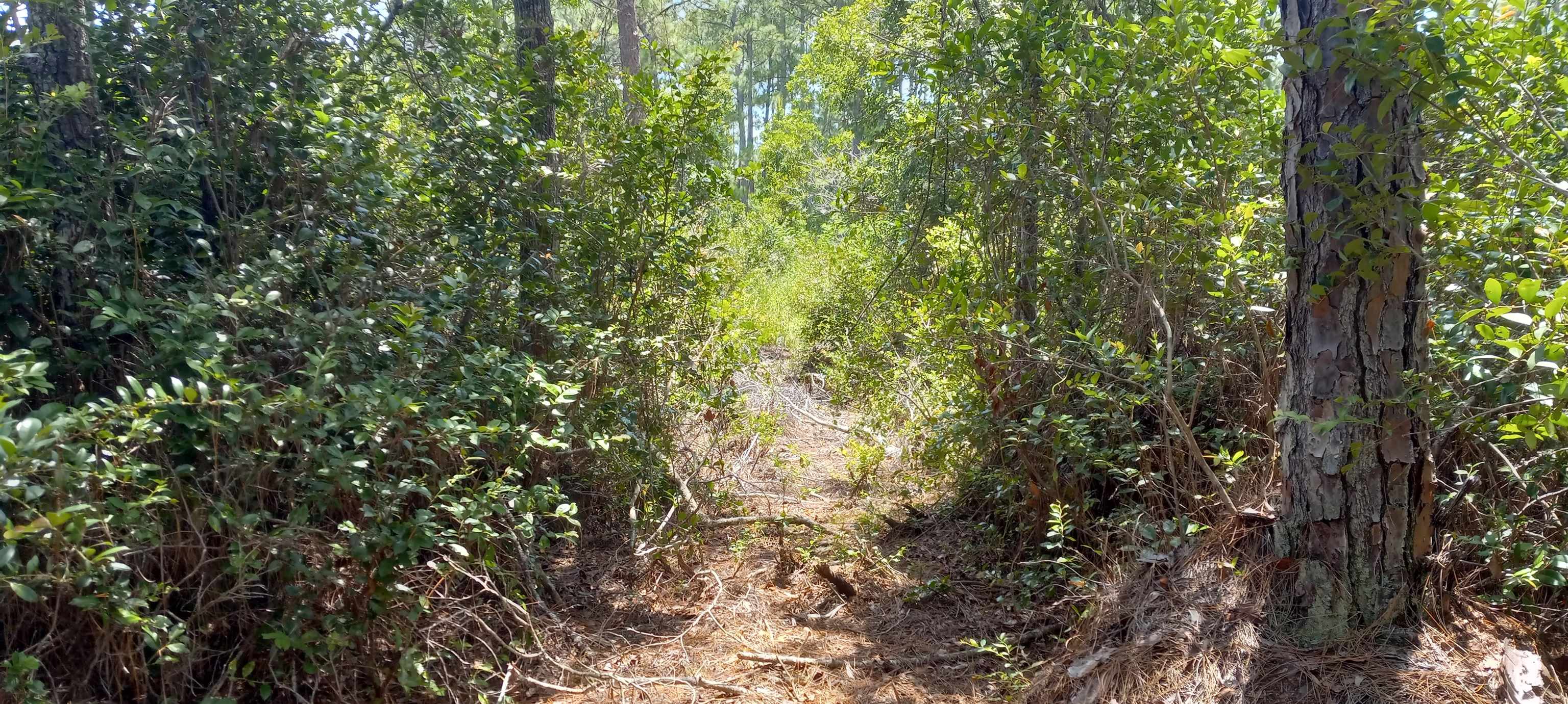 160 Edgemere Drive Georgetown, FL 32139 - Photo 12 of 12