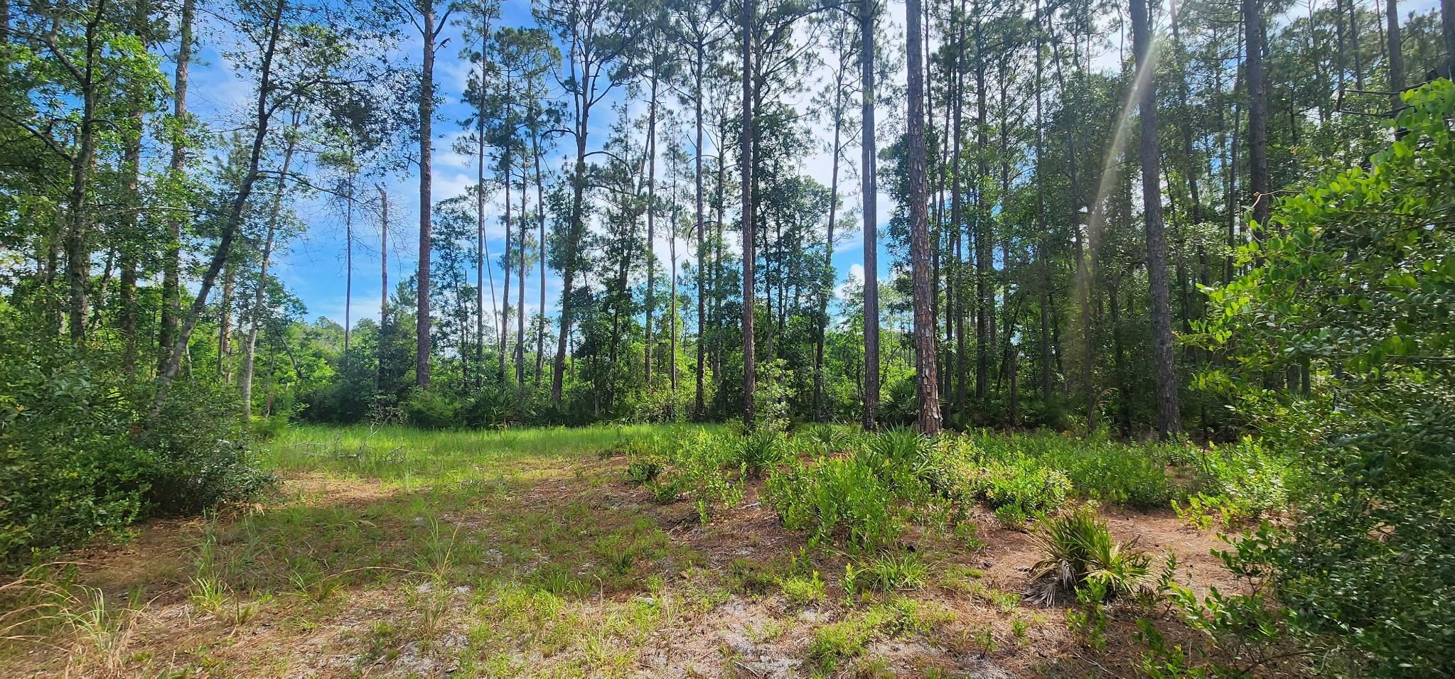 160 Edgemere Drive Georgetown, FL 32139 - Photo 2 of 12