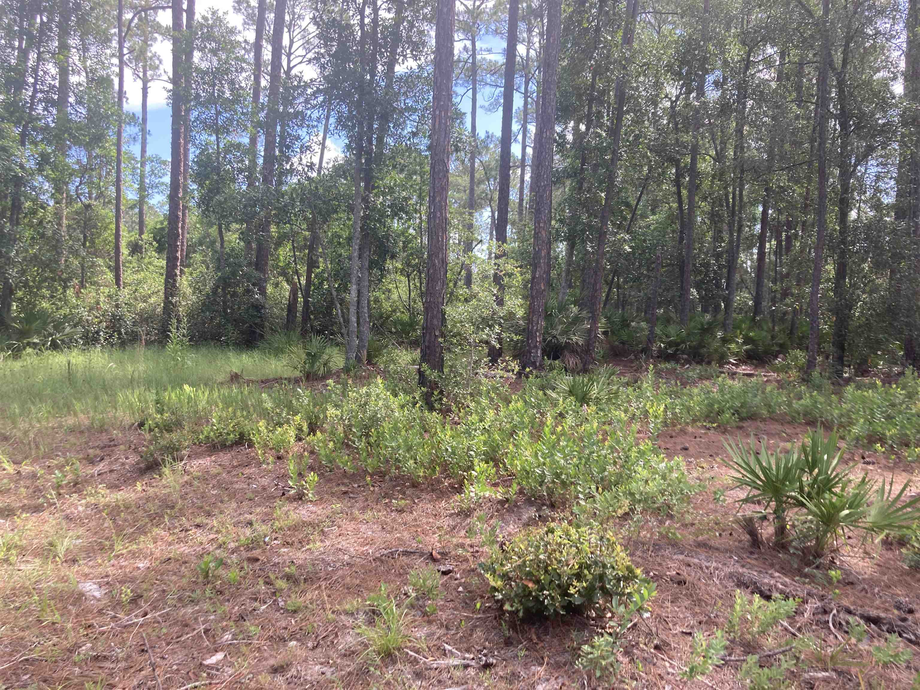 160 Edgemere Drive Georgetown, FL 32139 - Photo 4 of 12