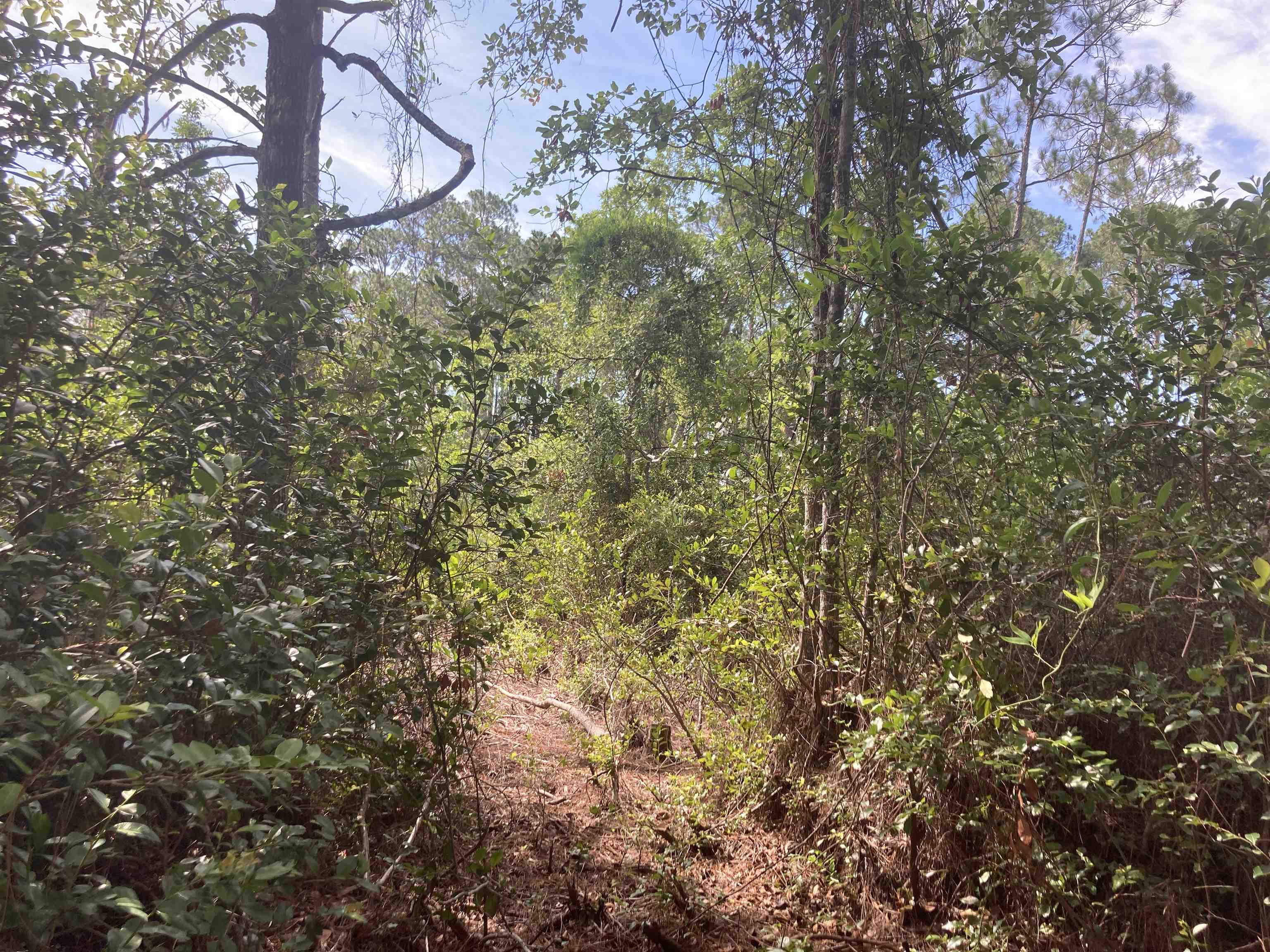160 Edgemere Drive Georgetown, FL 32139 - Photo 5 of 12
