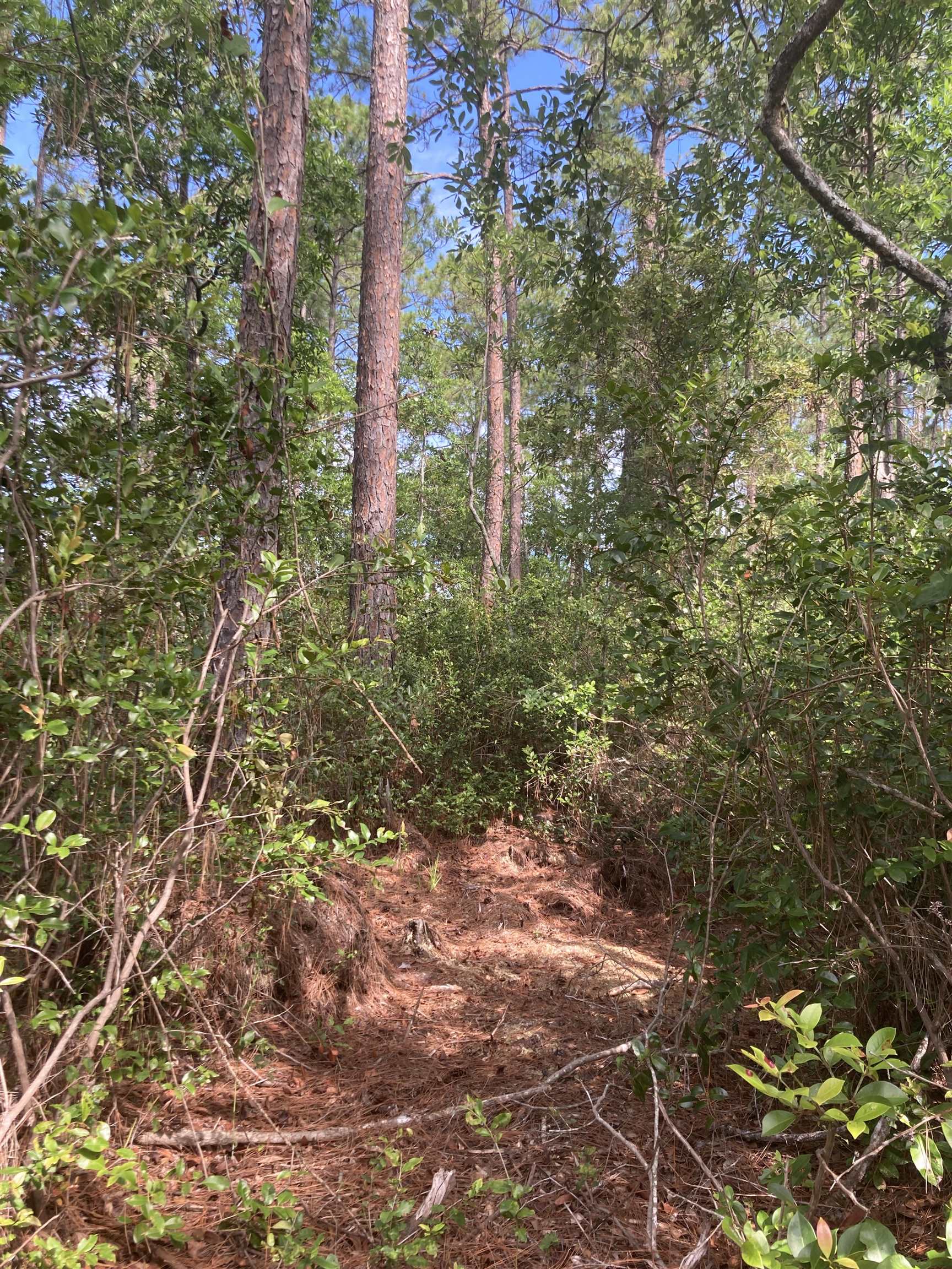 160 Edgemere Drive Georgetown, FL 32139 - Photo 6 of 12