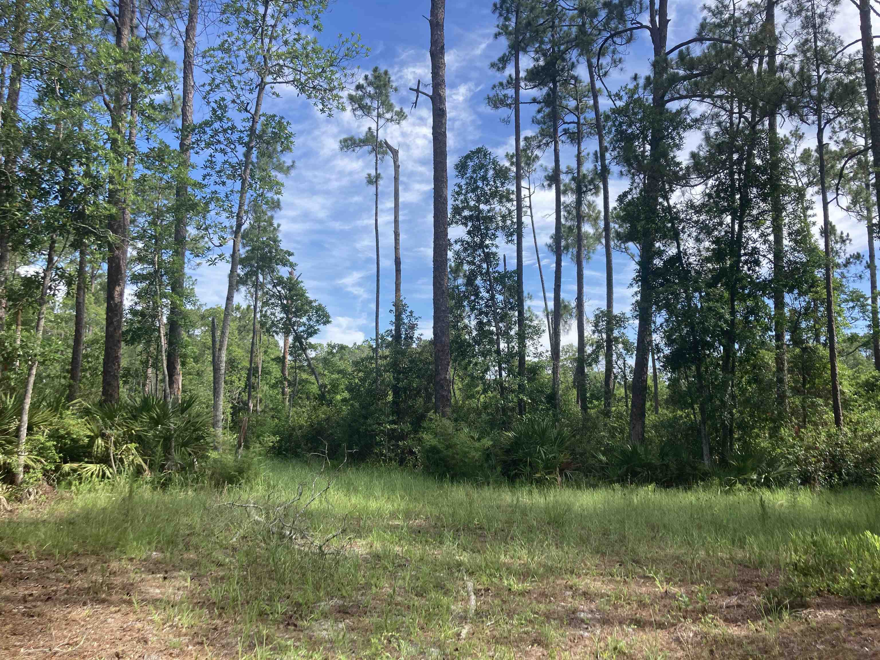 160 Edgemere Drive Georgetown, FL 32139 - Photo 7 of 12