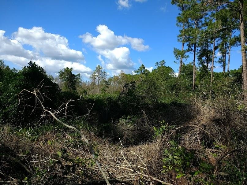 160 Edgemere Drive Georgetown, FL 32139 - Photo 9 of 12