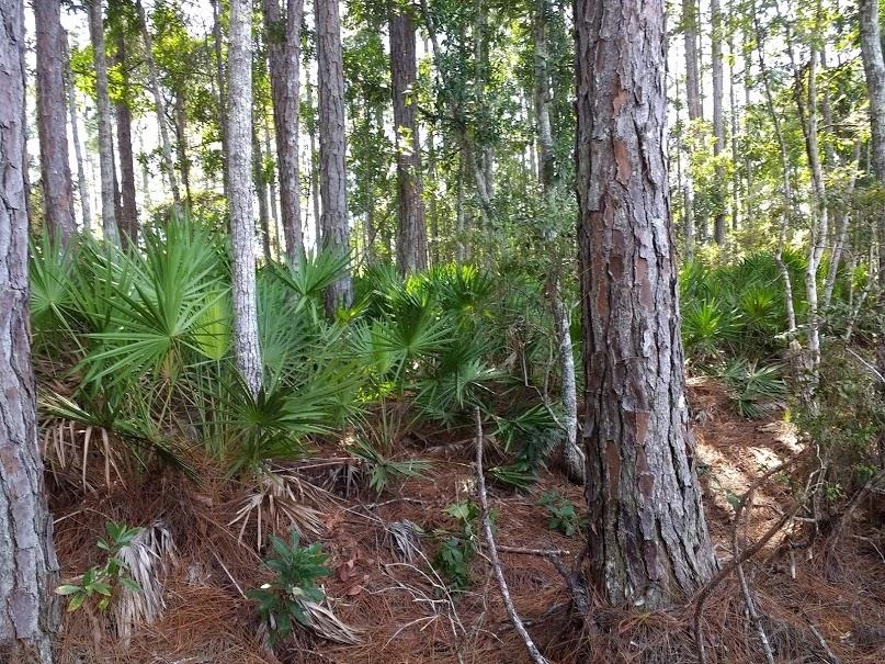 160 Edgemere Drive Georgetown, FL 32139 - Photo 10 of 12