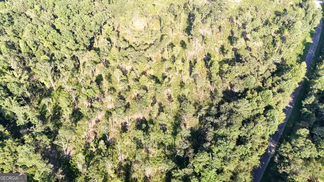 a view of a lush green forest