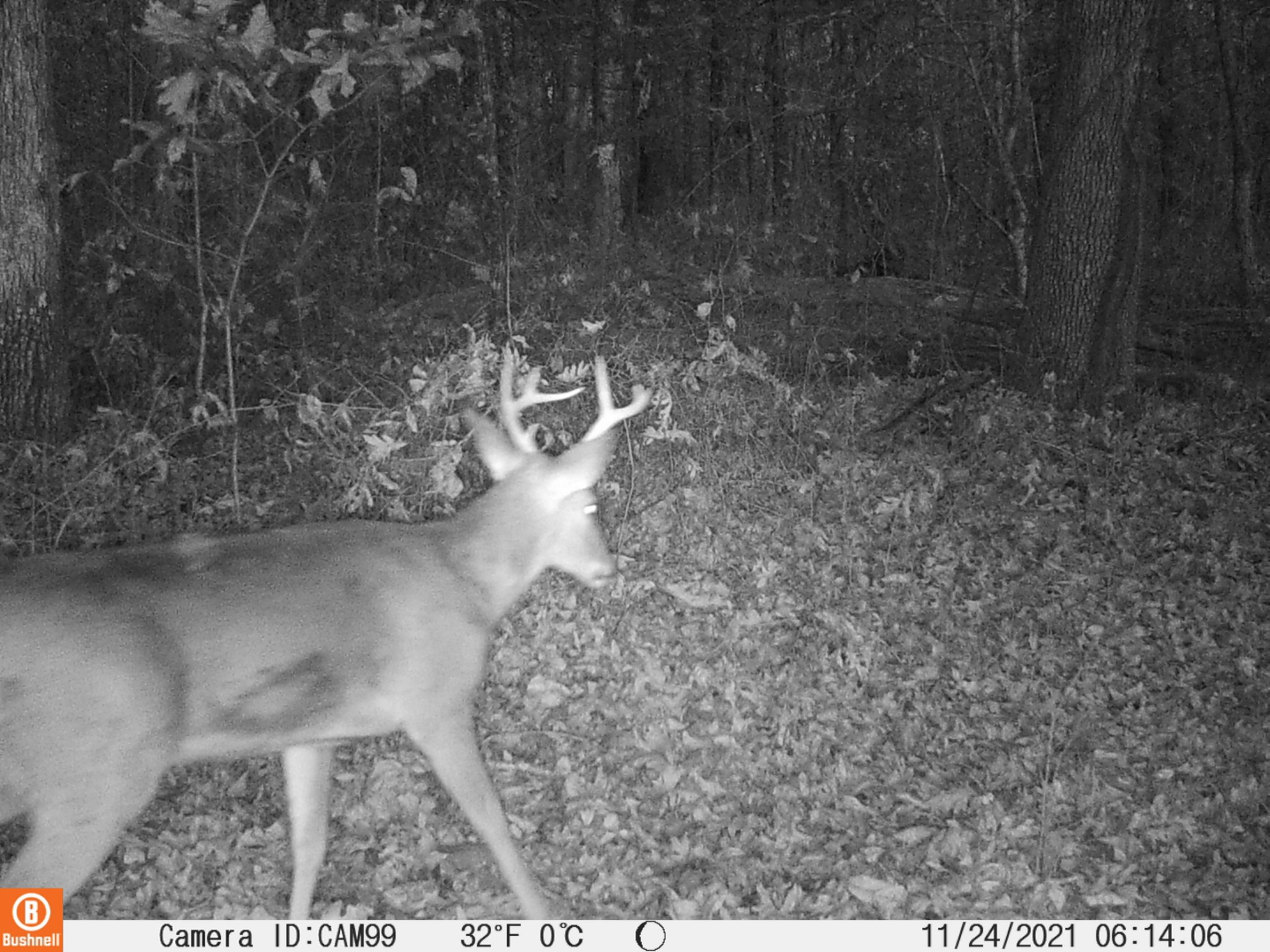 407 Half Pone Road Erin, TN 37061 - Photo 38 of 43 Gallery Image 38