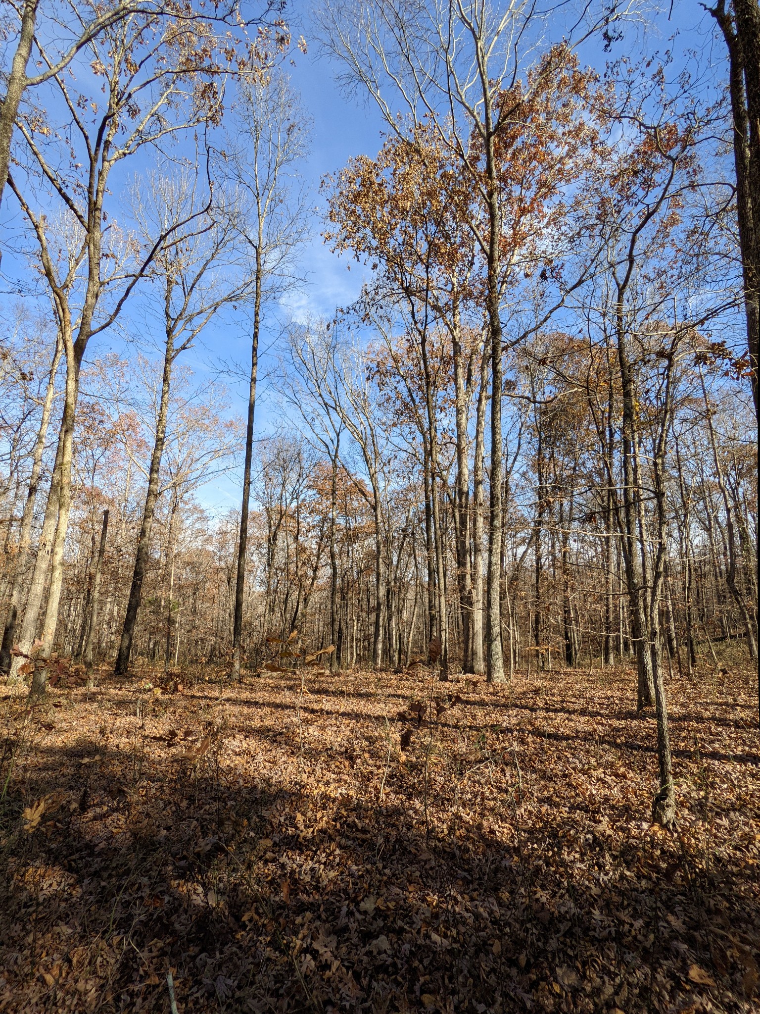 407 Half Pone Road Erin, TN 37061 - Photo 40 of 43 Gallery Image 40