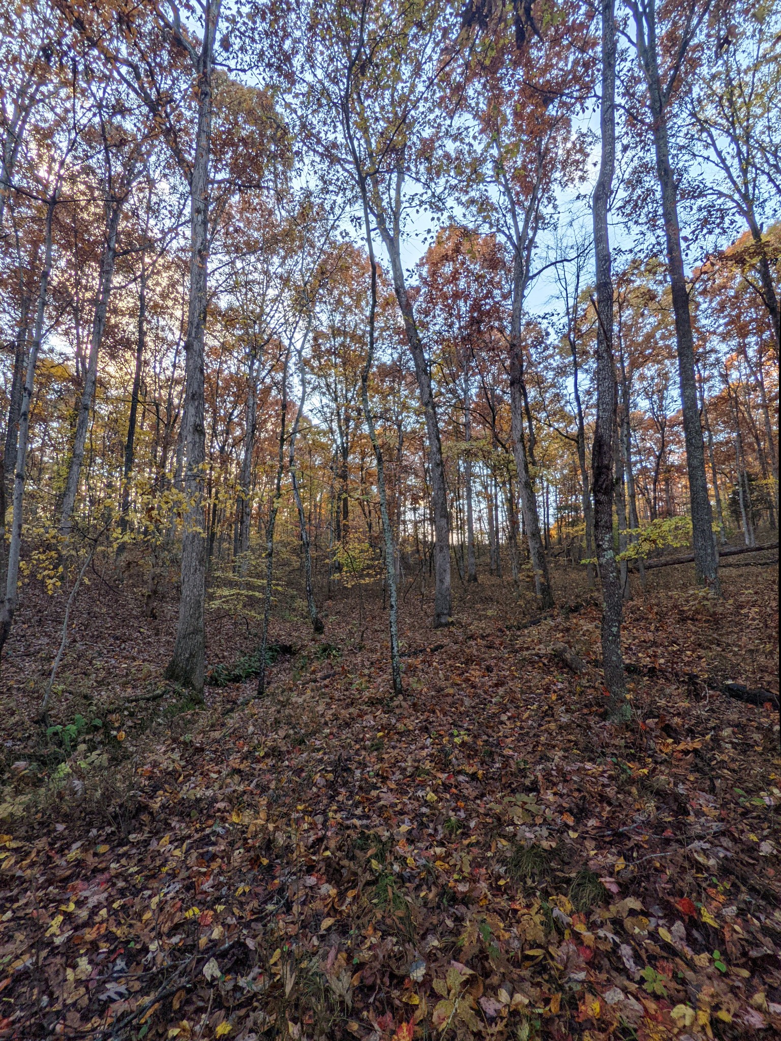 407 Half Pone Road Erin, TN 37061 - Photo 41 of 43 Gallery Image 41
