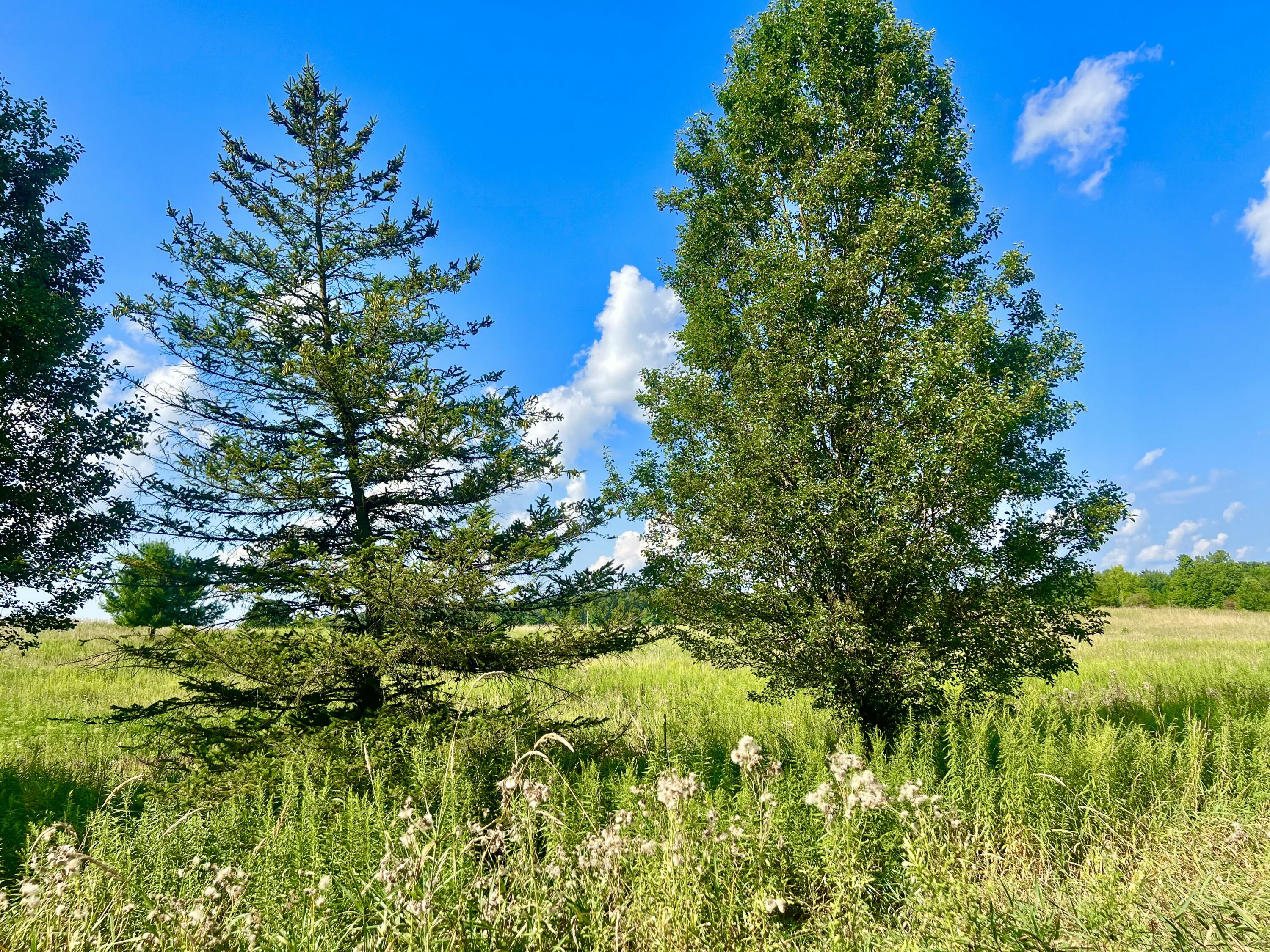 Dimmers Road Reading, MI 49274 - Photo 2 of 20 IMG_0501