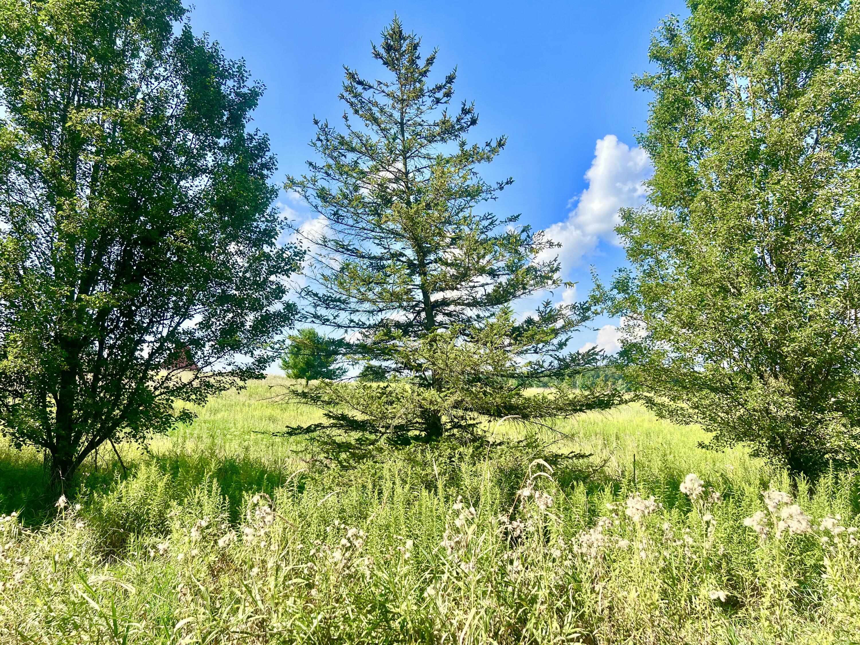 Dimmers Road Reading, MI 49274 - Photo 3 of 20 IMG_0500