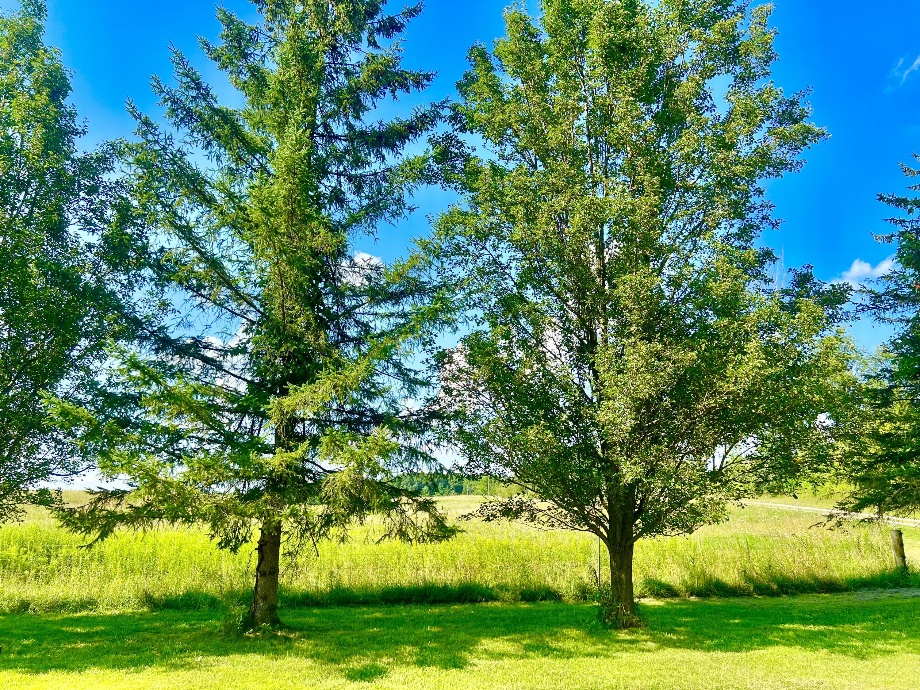 Dimmers Road Reading, MI 49274 - Photo 5 of 20 IMG_0496