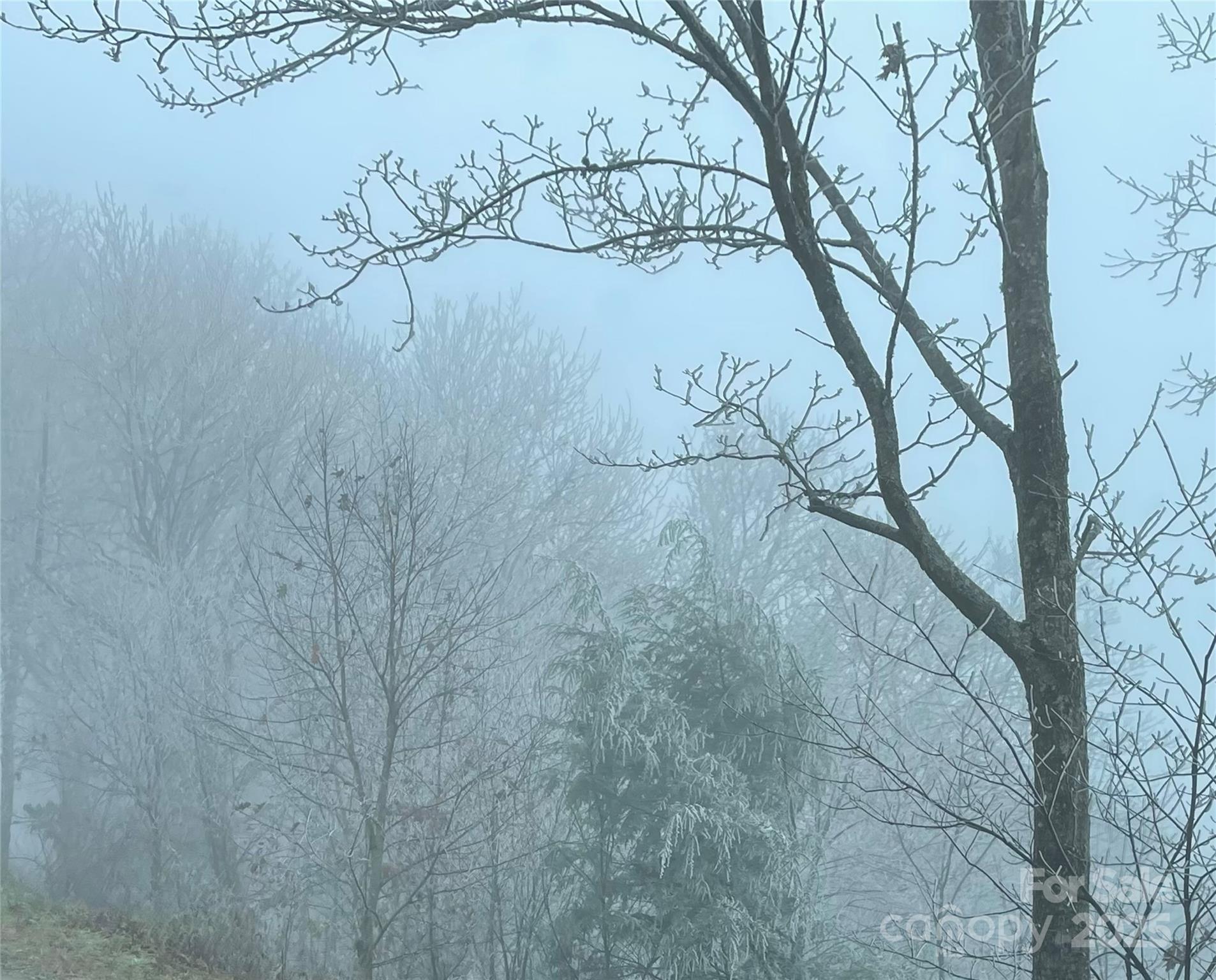 Lot #39 Ridge Top Circle Clyde, NC 28721 - Photo 17 of 35 a view of a dry yard with large tree