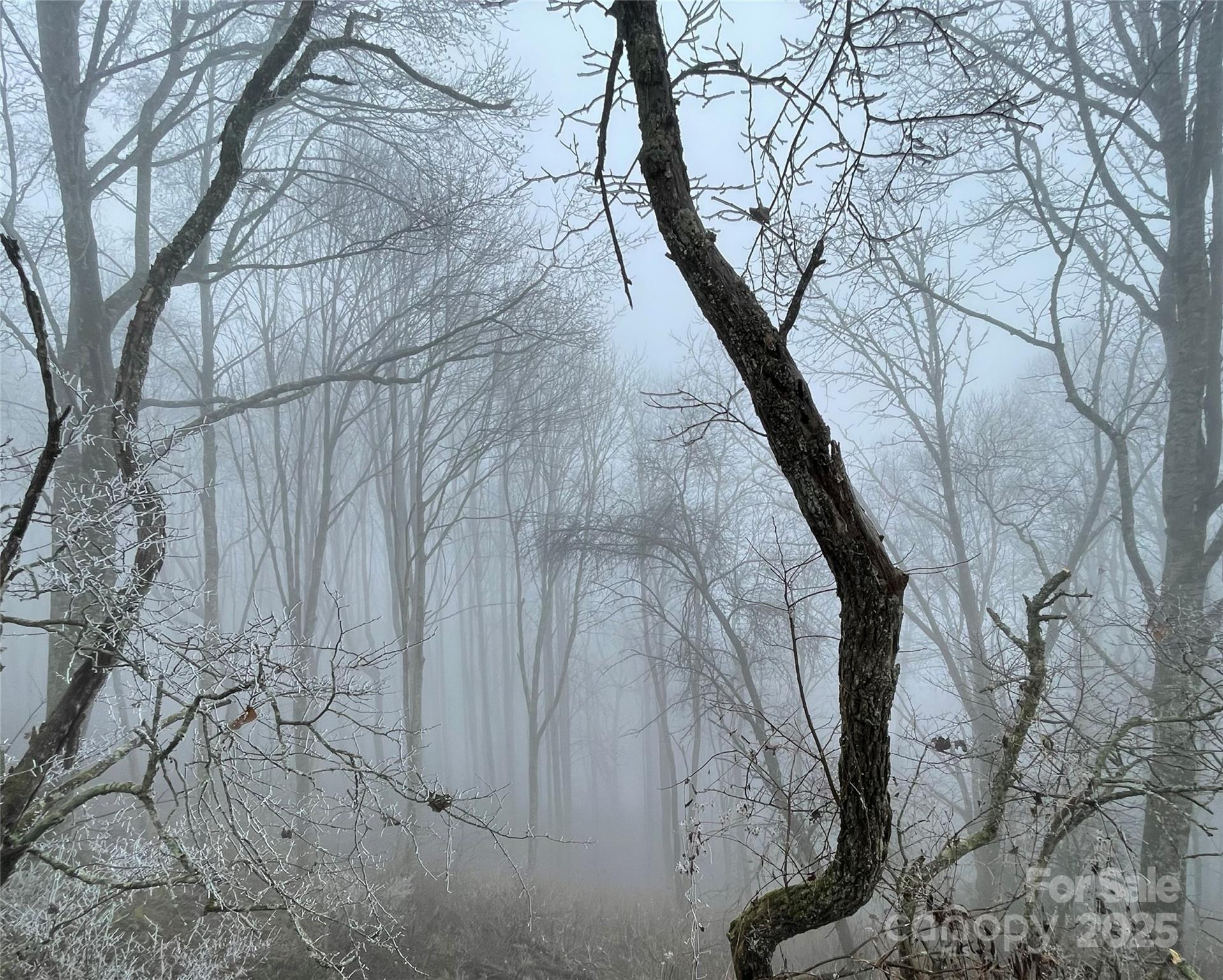 Lot #39 Ridge Top Circle Clyde, NC 28721 - Photo 19 of 35 a view of tree in front of a house