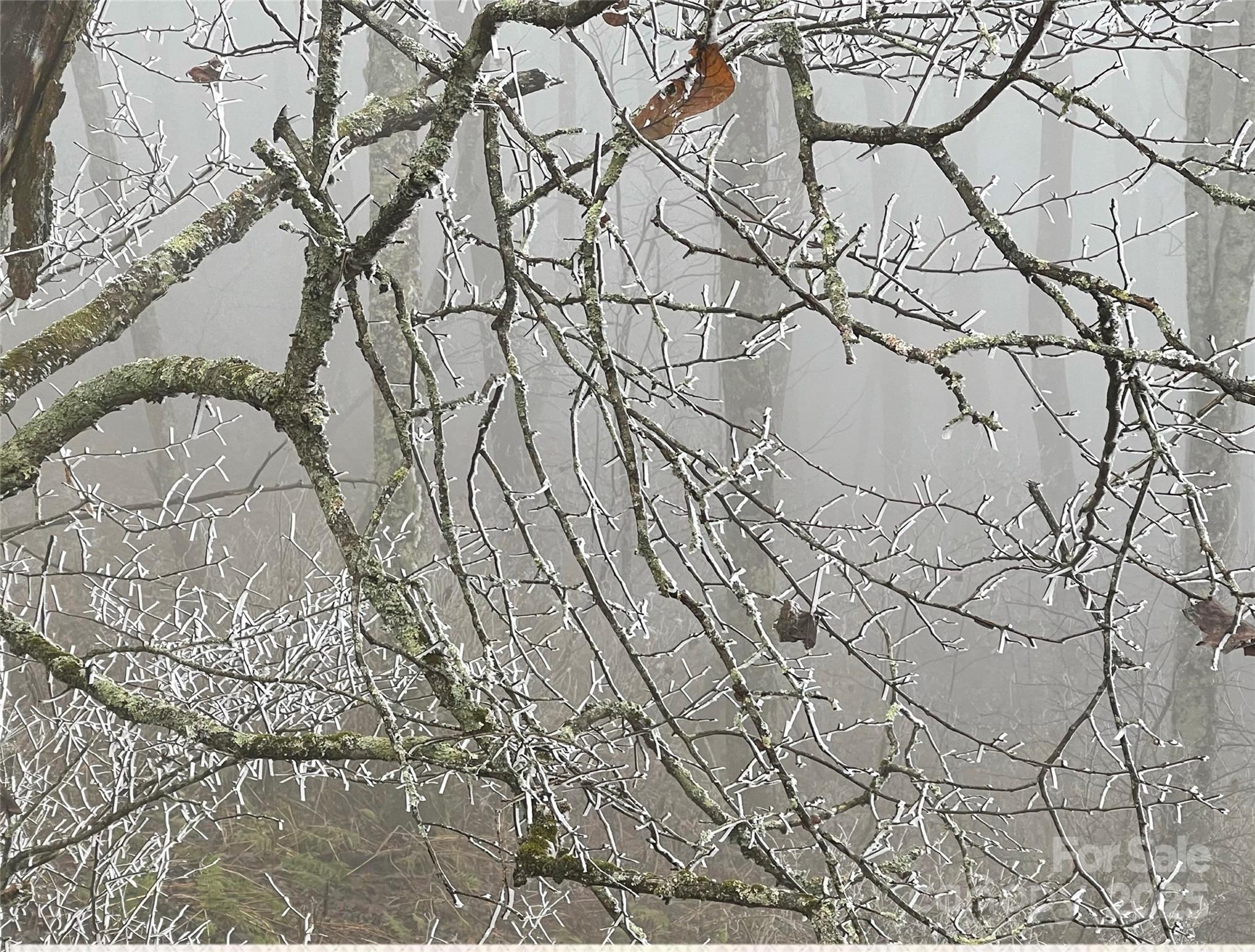 Lot #39 Ridge Top Circle Clyde, NC 28721 - Photo 20 of 35 a backyard of a house with lots of tree