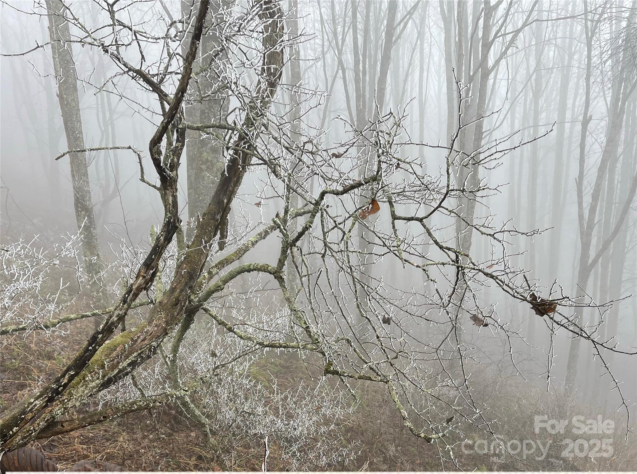 Lot #39 Ridge Top Circle Clyde, NC 28721 - Photo 21 of 35 a backyard of a house with lots of trees