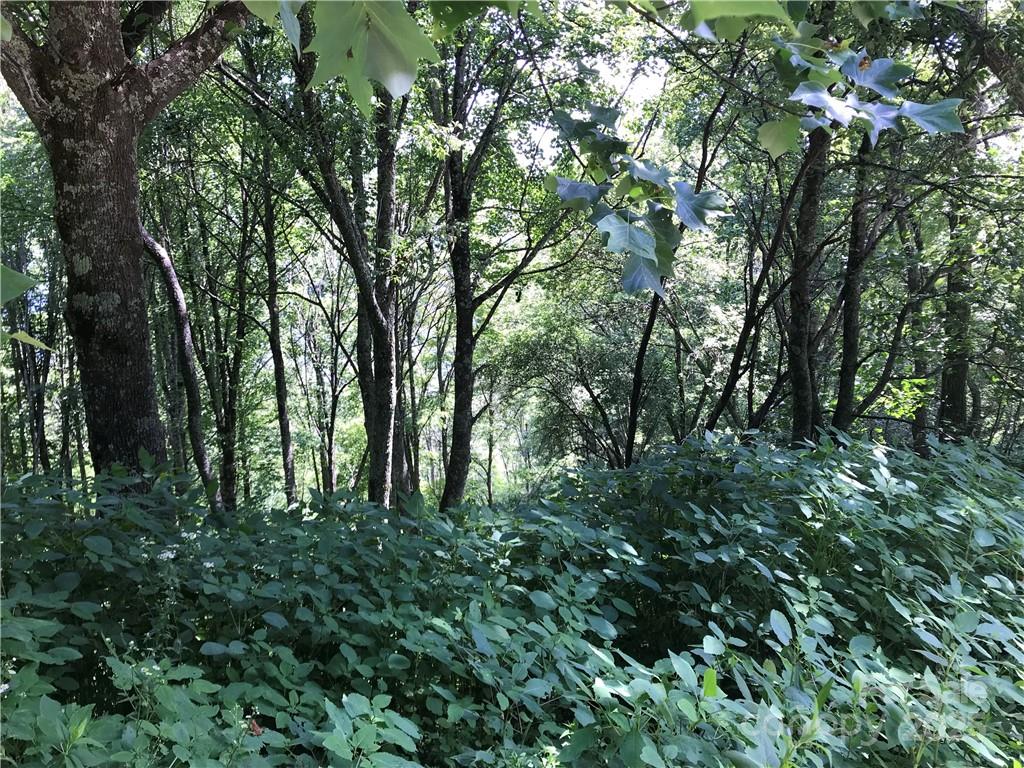 Lot #39 Ridge Top Circle Clyde, NC 28721 - Photo 5 of 35 a view of backyard with green space