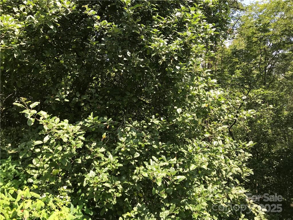 Lot #39 Ridge Top Circle Clyde, NC 28721 - Photo 8 of 35 a view of a tree in a forest